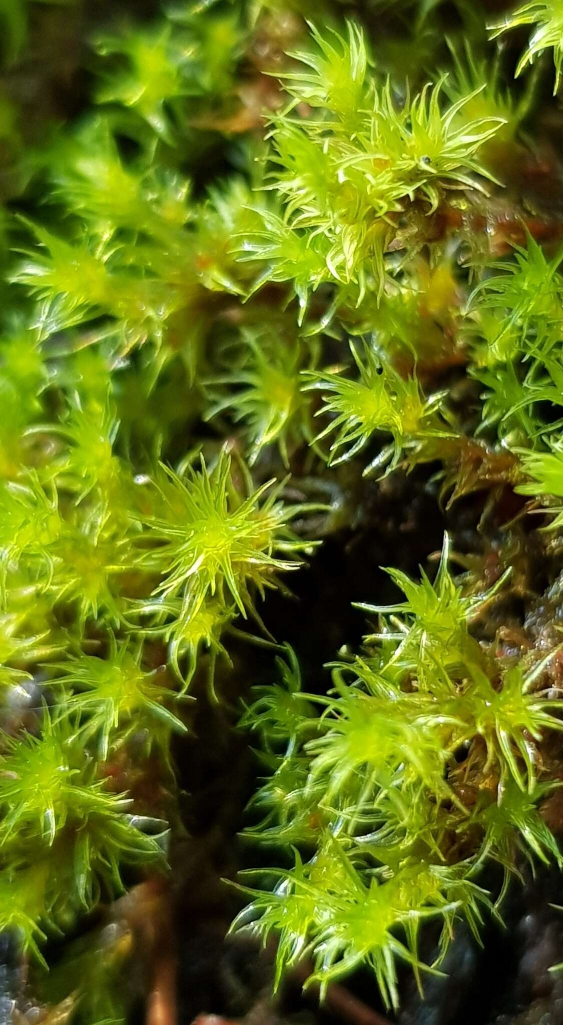 Image of racomitrium moss