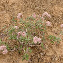 Image of crispleaf buckwheat