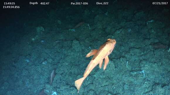 Image of Rougheye rockfish