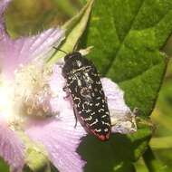 Image de Acmaeodera haemorrhoa Le Conte 1858