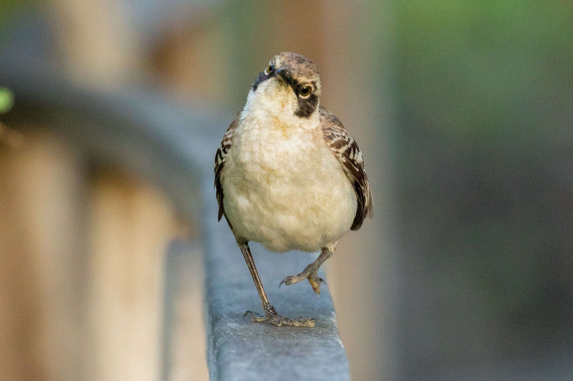 Image of Galapagos Mockingbird