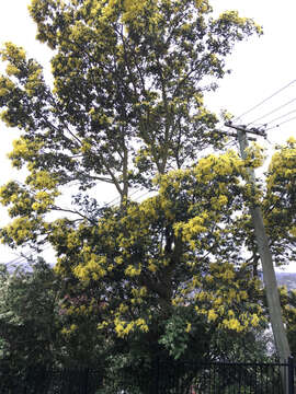 Image of Silver Wattle