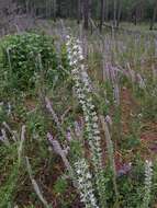 Слика од Liatris elegans (Walt.) Michx.