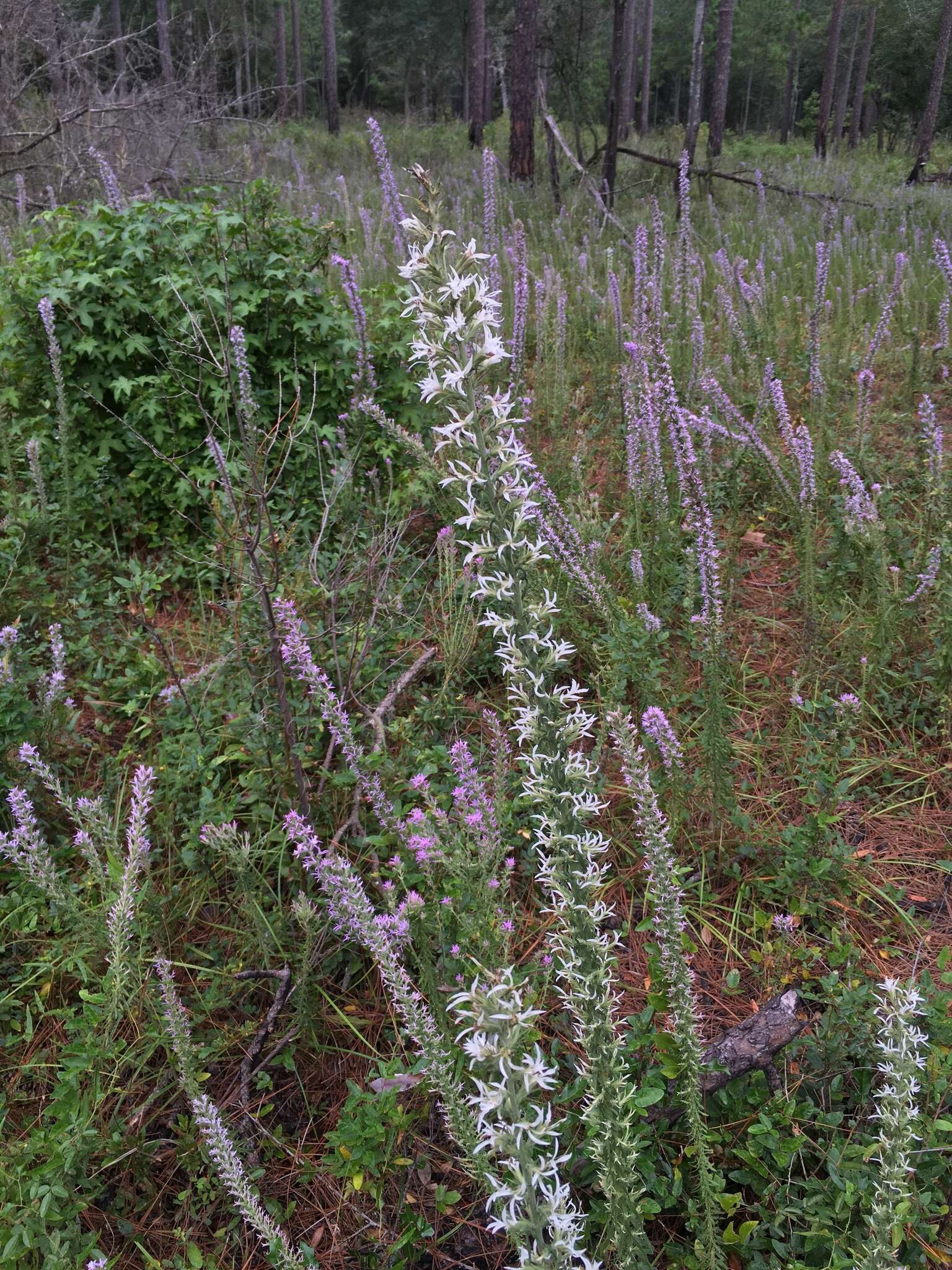 Image de Liatris elegans (Walt.) Michx.