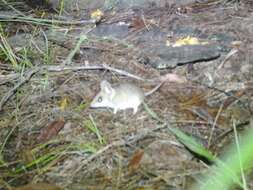 Image of Common Dunnart