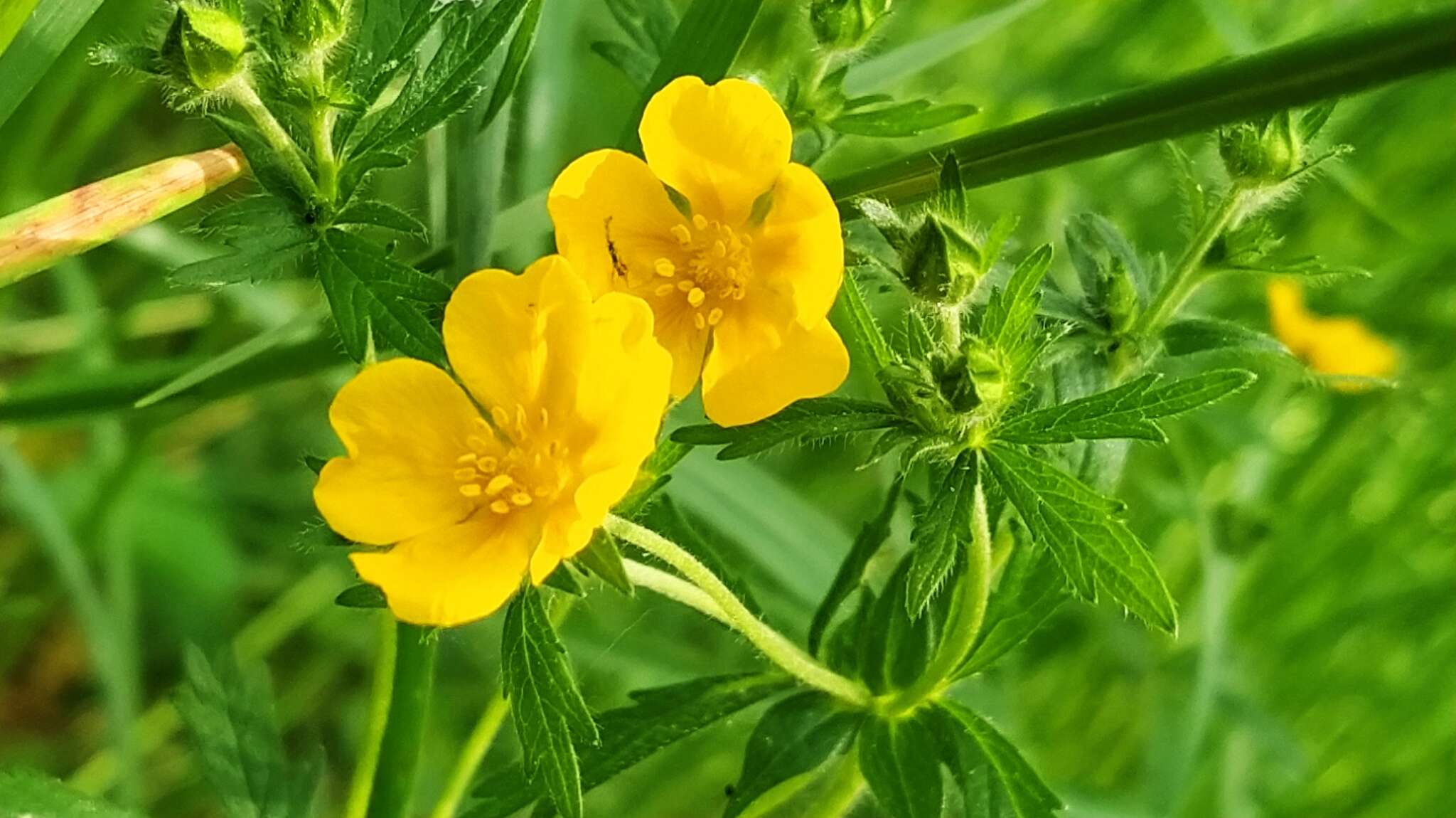 Image of European cinquefoil