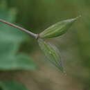 Imagem de Thalictrum macrocarpum Gren.