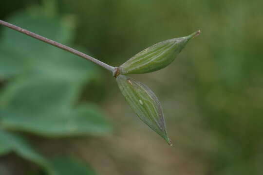 Thalictrum macrocarpum Gren. resmi