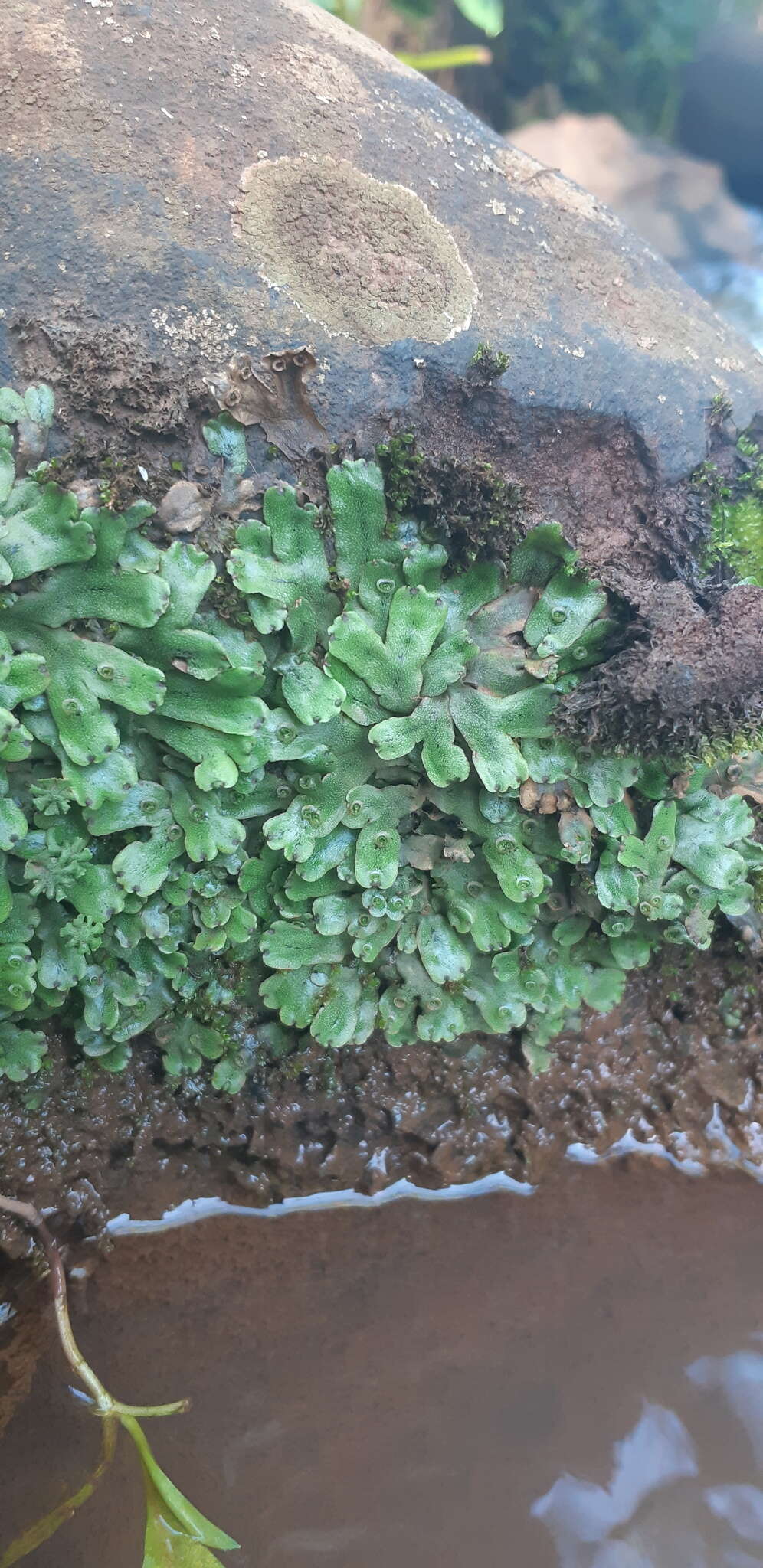 Image of Marchantia papillata Raddi