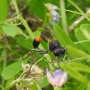 Image de Ammophila placida F. Smith 1856