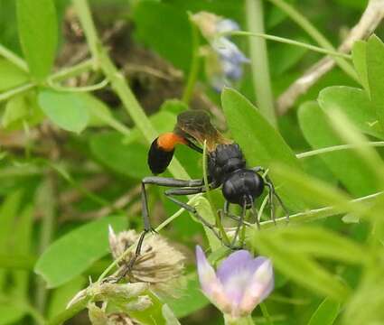 Image de Ammophila placida F. Smith 1856