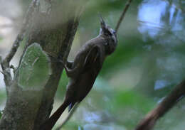 Image of Plain-brown Woodcreeper