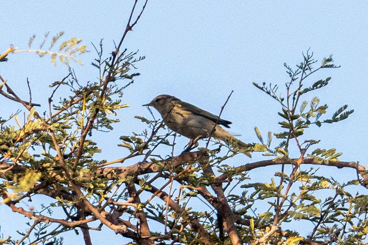 Image of Plain Leaf Warbler