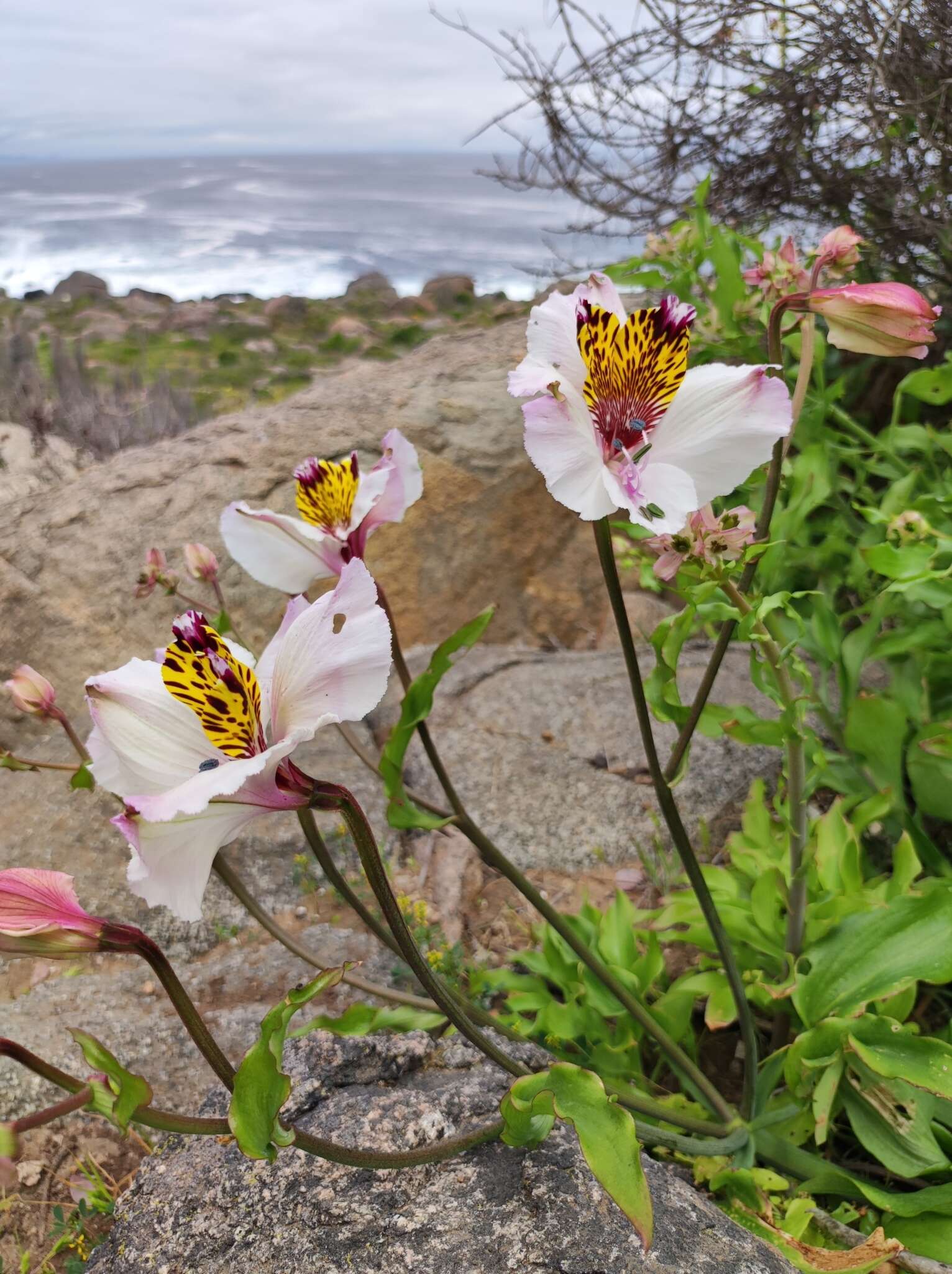 Image of Alstroemeria pulchra Sims