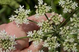 صورة Heracleum sphondylium subsp. sphondylium