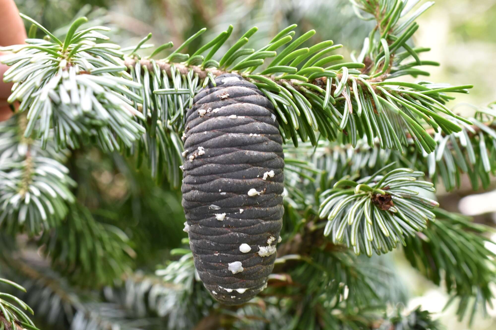 Image of Hinggan Fir