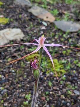 Image of Rosella spider orchid