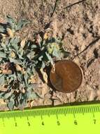 Image of wheelscale saltbush