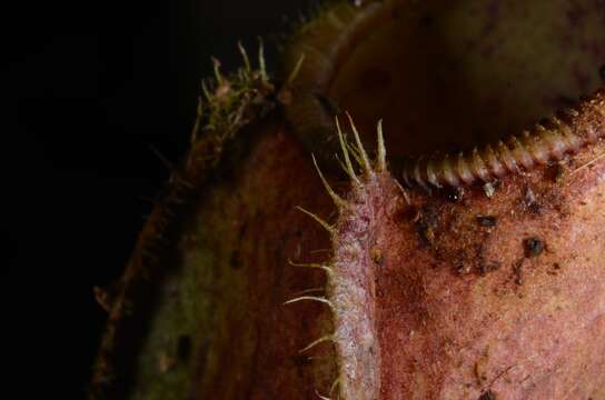 Image of <i>Nepenthes weda</i>