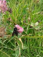 Image of Bombus pauloensis Friese 1912