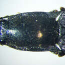 Image of <i>Corymbitodes elongaticollis</i>