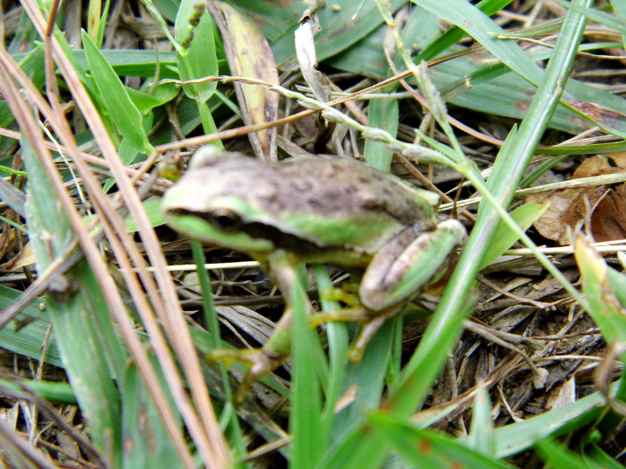 Image of Dryophytes euphorbiaceus (Günther 1858)