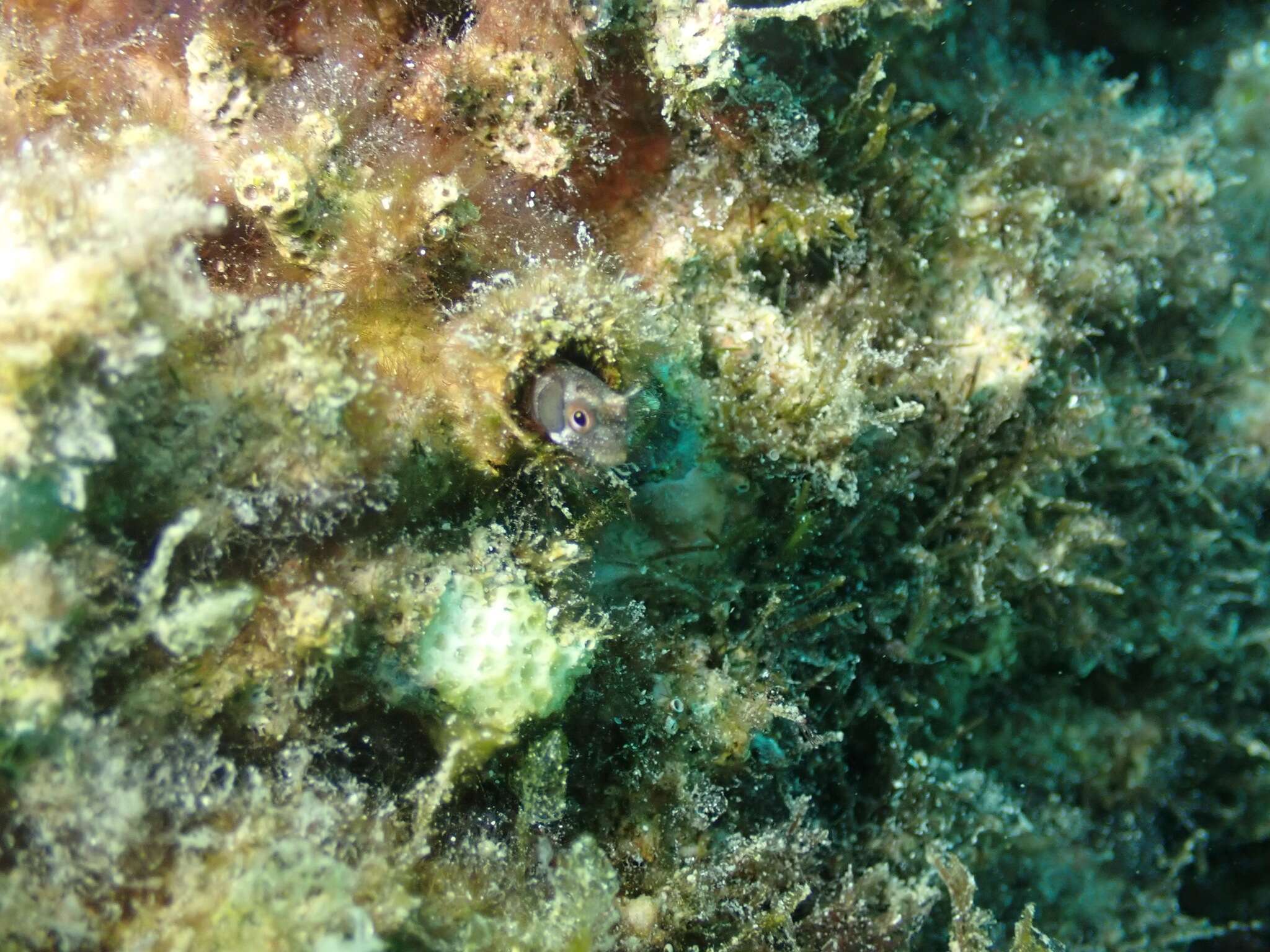 Image of Browncheek Blenny