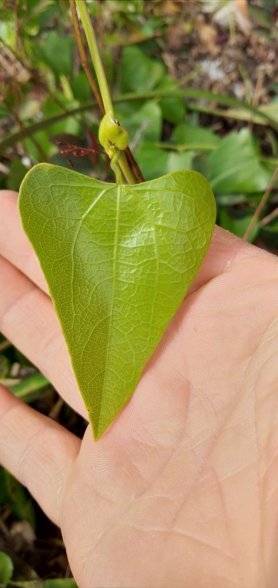 Image of Aristolochia triangularis Cham.