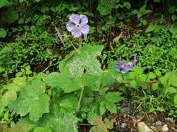 Image of Geranium platyanthum Duthie