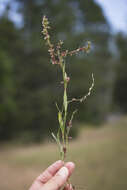 Image of Douglas' knotweed