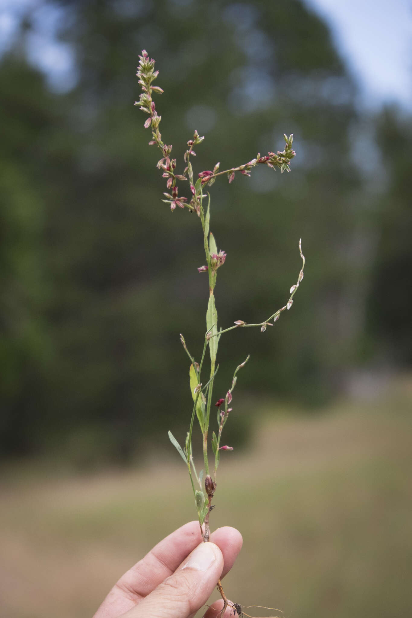 Image of Douglas' knotweed