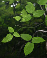 Image of Clematis pickeringii A. Gray