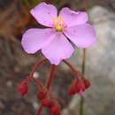 Drosera ramentacea Burch. ex DC.的圖片