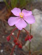 Drosera ramentacea Burch. ex DC.的圖片