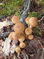 Слика од Armillaria borealis Marxm. & Korhonen 1982