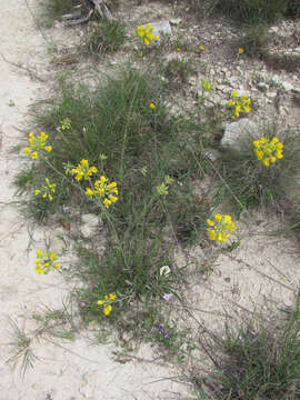 Image of Engelmann's bladderpod