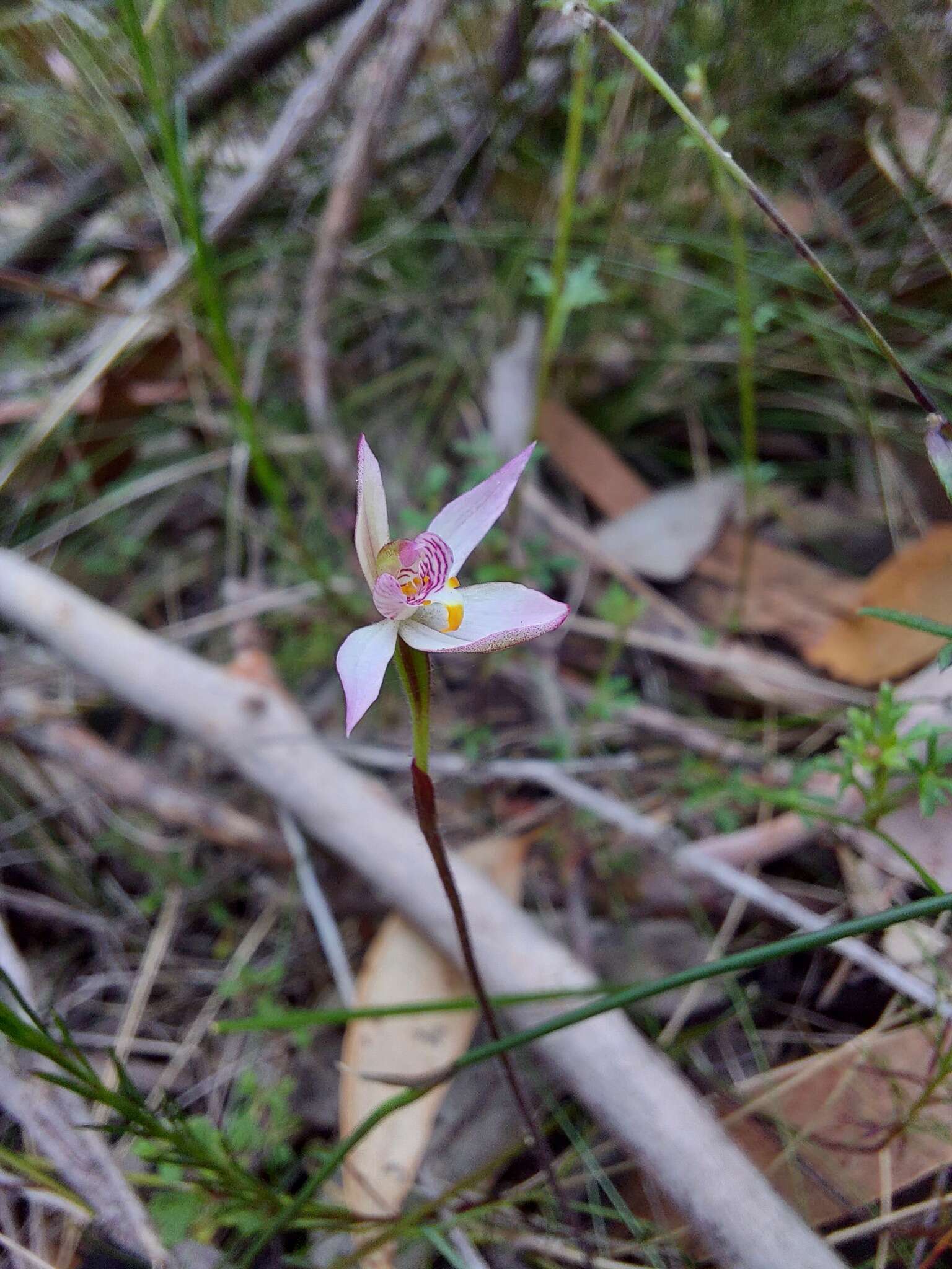 Image of Fairy orchid