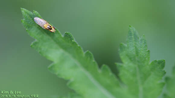 Image of Thaumatomyia notata (Meigen 1830)