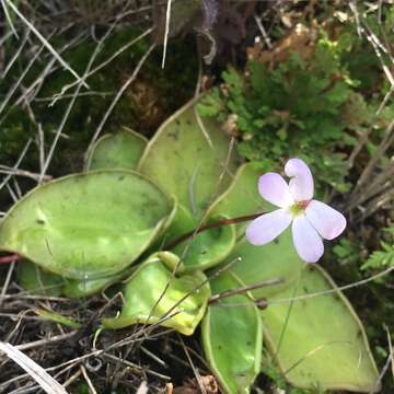 صورة Pinguicula acuminata Benth.