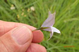 Image of Wahlenbergia krebsii Cham.