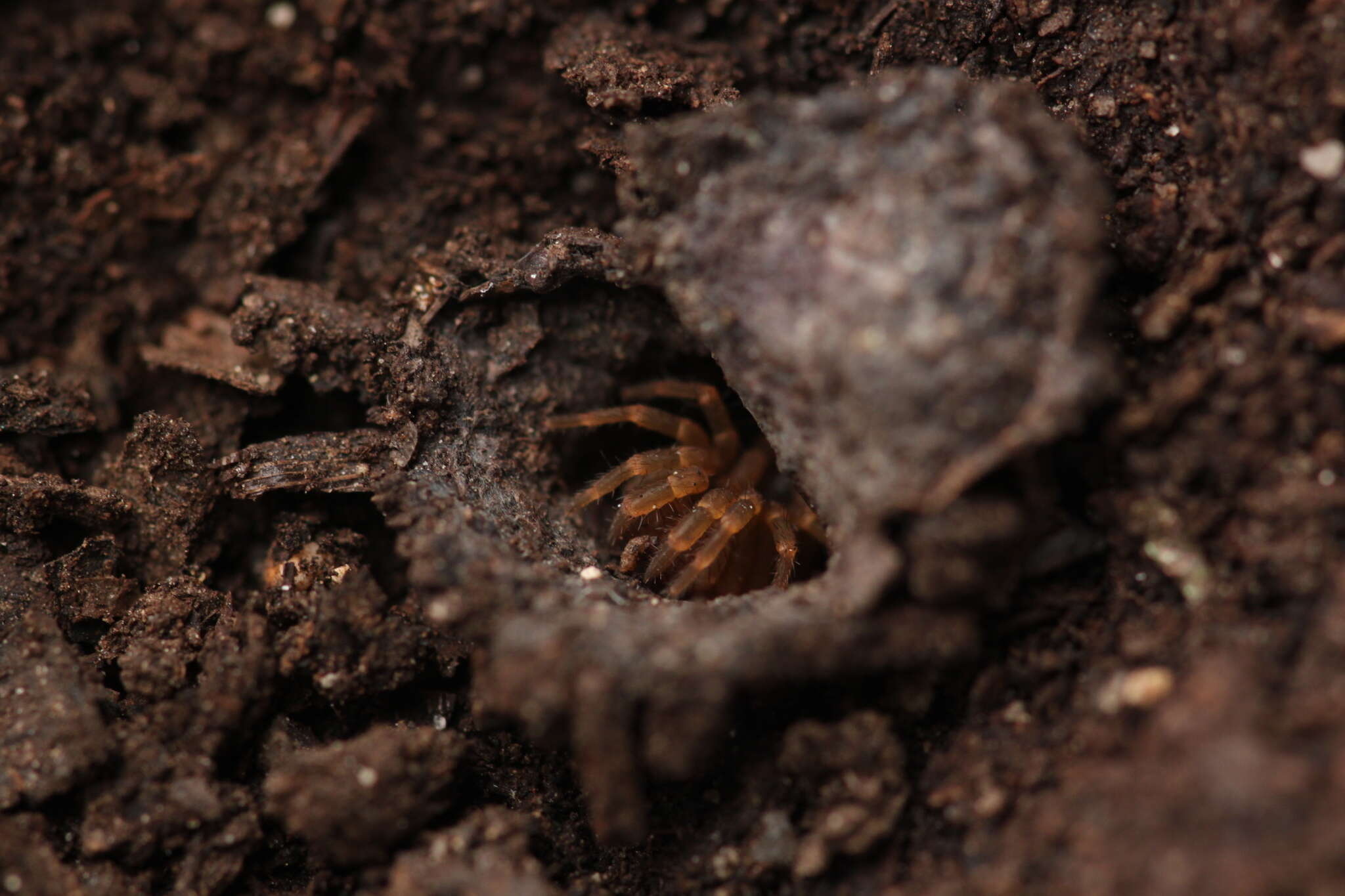 Image of Songthela ciliensis (Yin, Tang & Xu 2003)