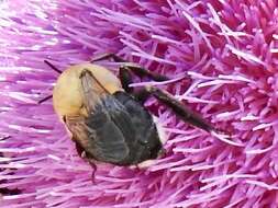 Image of Rocky Mountain Anthophora