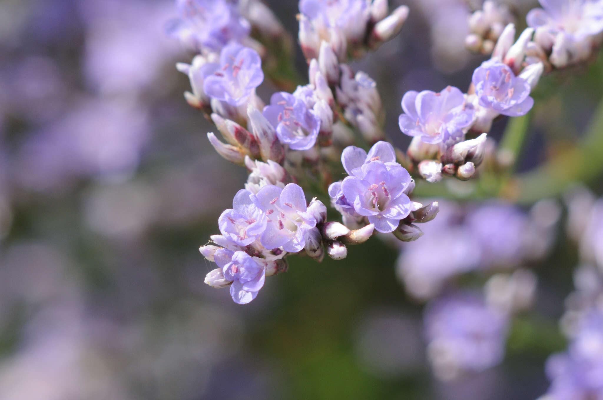 Image of Mediterranean sea lavender