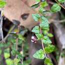 Image of Tremandra diffusa R. Br. ex DC.