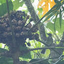 Image of Streak-breasted Bulbul