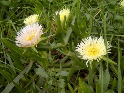 Image of Carpobrotus edulis subsp. edulis