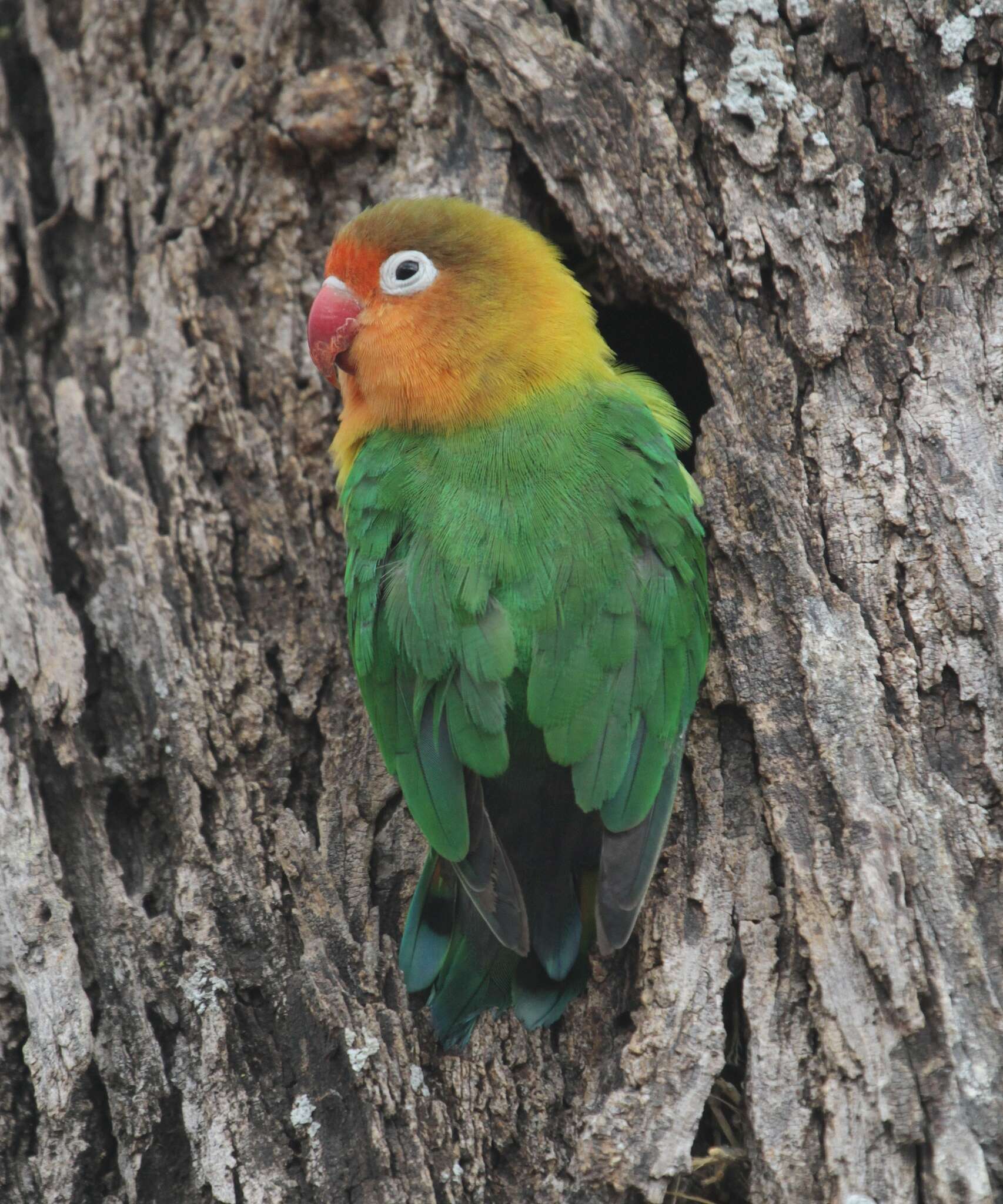 Image of Fischer's Lovebird