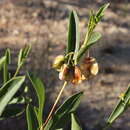 Image de Dodonaea lanceolata F. Müll.