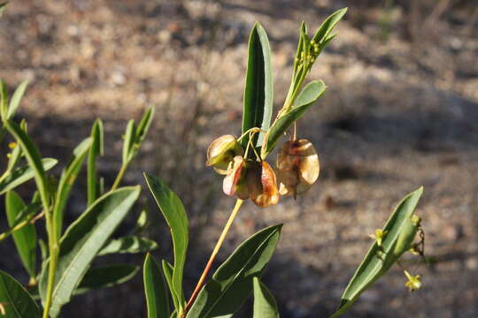 Image of Dodonaea lanceolata F. Müll.