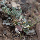 صورة Astragalus loanus Barneby